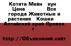 Котята Мейн - кун › Цена ­ 19 000 - Все города Животные и растения » Кошки   . Алтайский край,Яровое г.